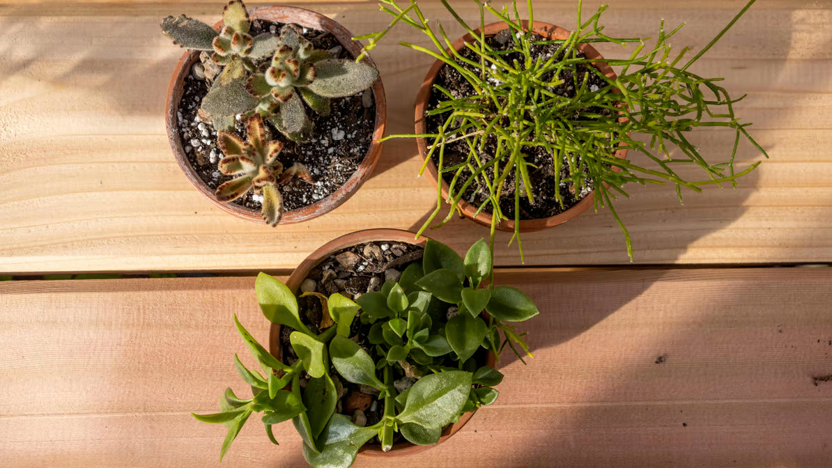 3 Pack of Succulents