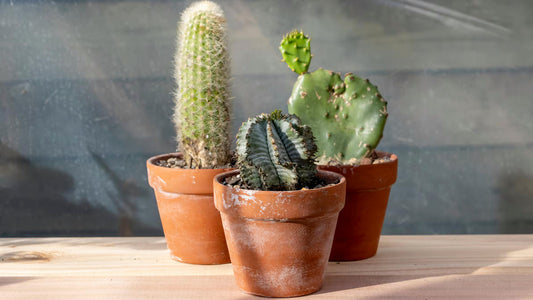 3 Pack of Cactus