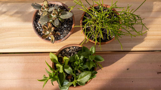 3 Pack of Succulents