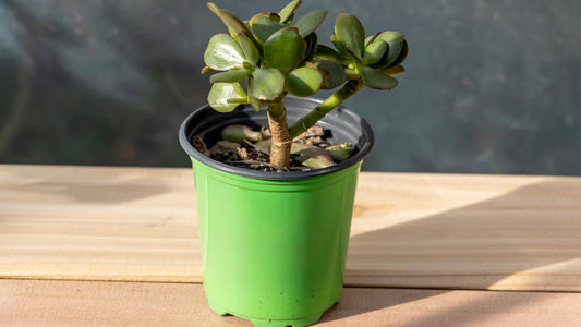 Single Succulent