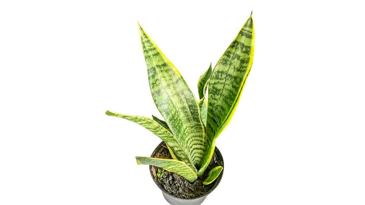 Snake Plant