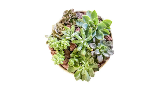 Succulent Arrangement